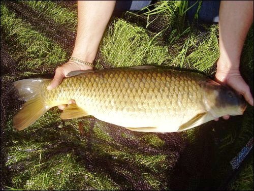 Leg O Mutton Leg O Mutton